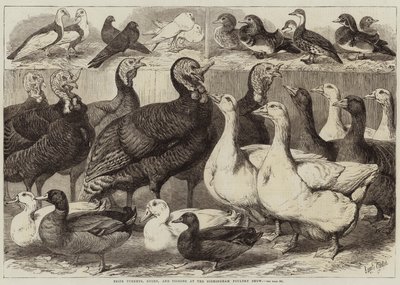 Prize Turkeys, Ducks, and Pigeons at the Birmingham Poultry Show by Samuel John Carter